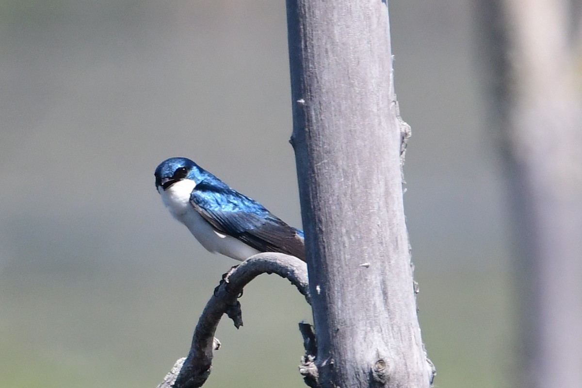 Golondrina Bicolor - ML581914771