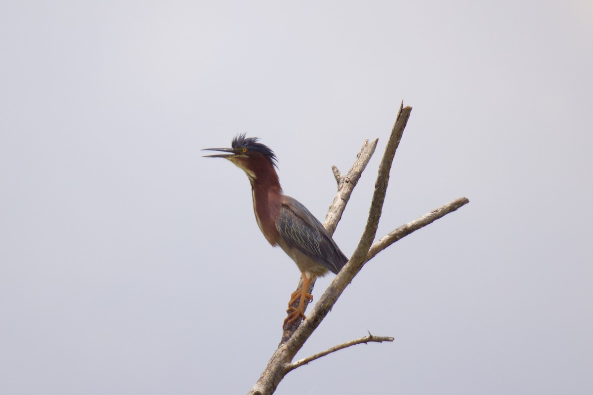 Green Heron - ML581914801