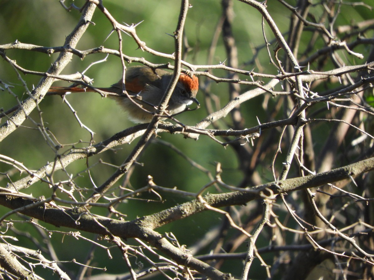 Sooty-fronted Spinetail - Silvia Enggist
