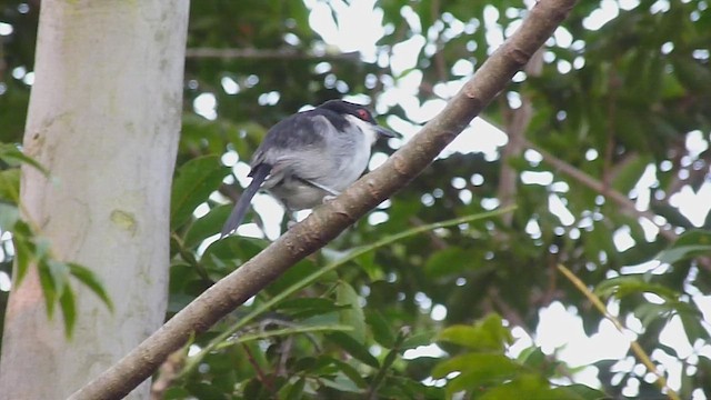 Great Antshrike - ML581915181