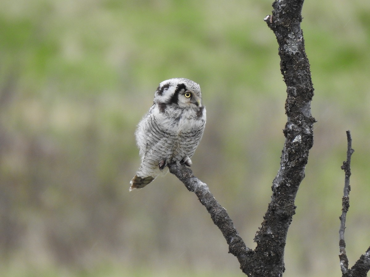 Northern Hawk Owl - Bob Dawson
