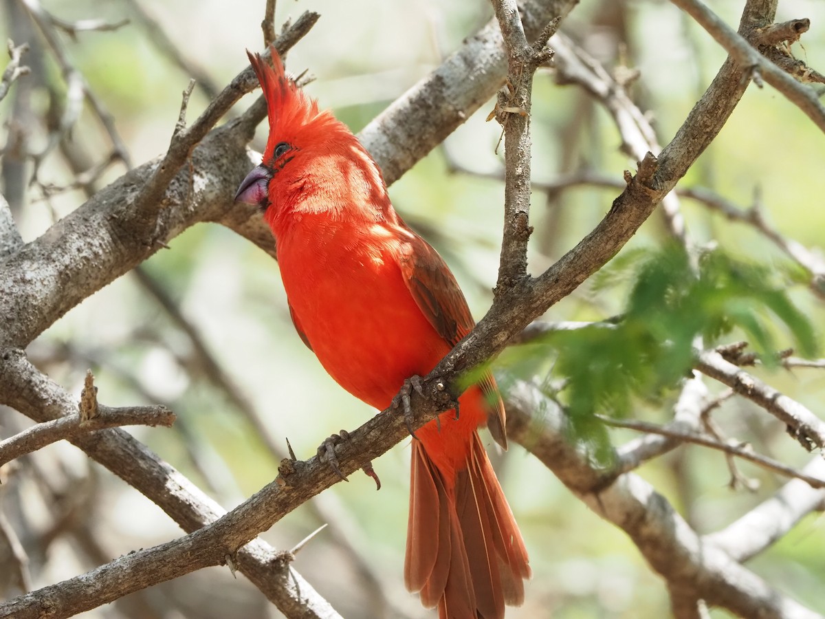 Vermilion Flycatcher (saturatus) - ML581916891