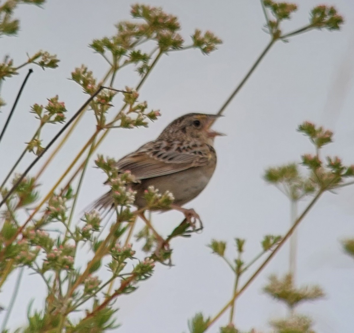 Grasshopper Sparrow - ML581917301