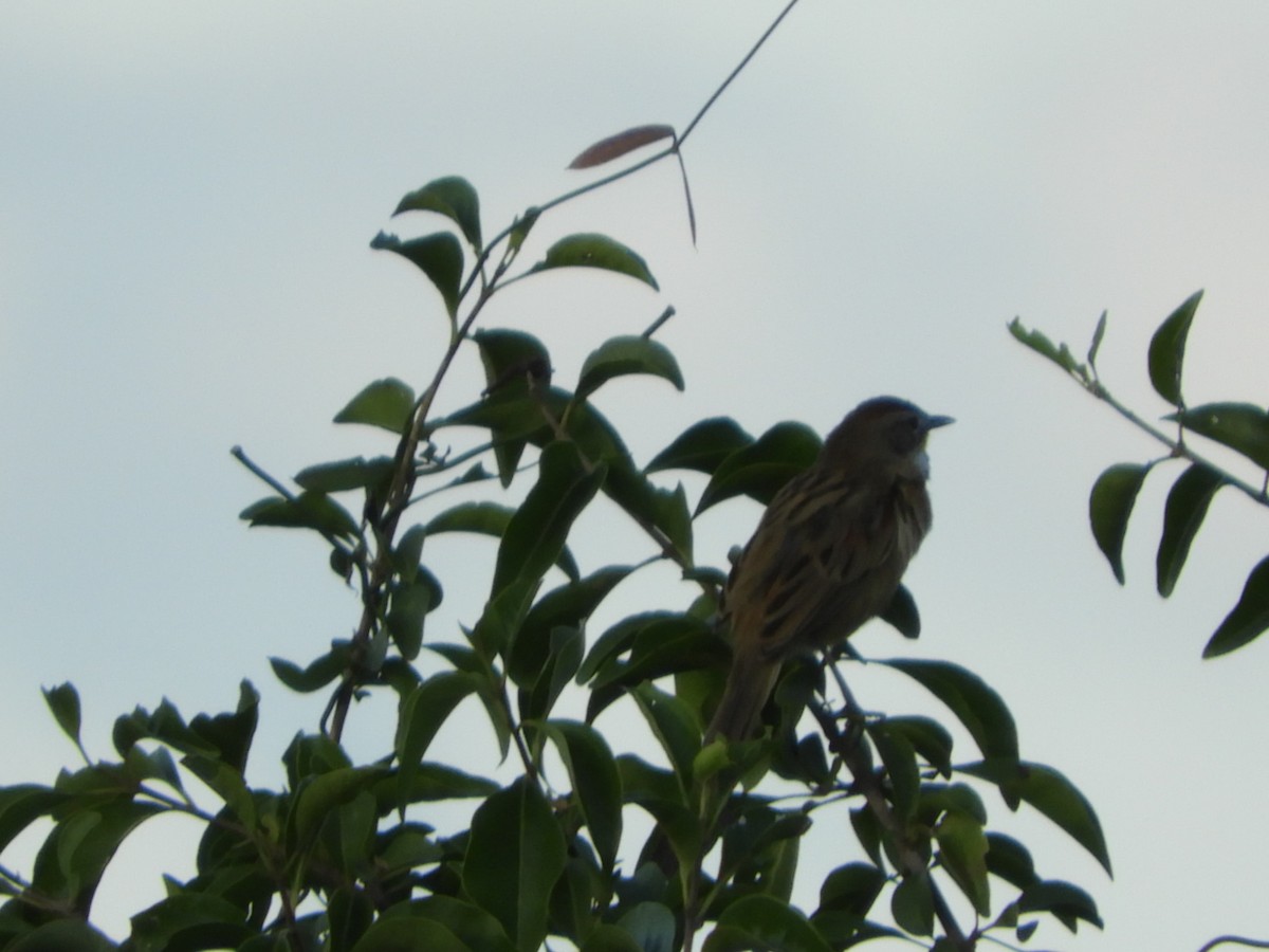 Chotoy Spinetail - ML581918201
