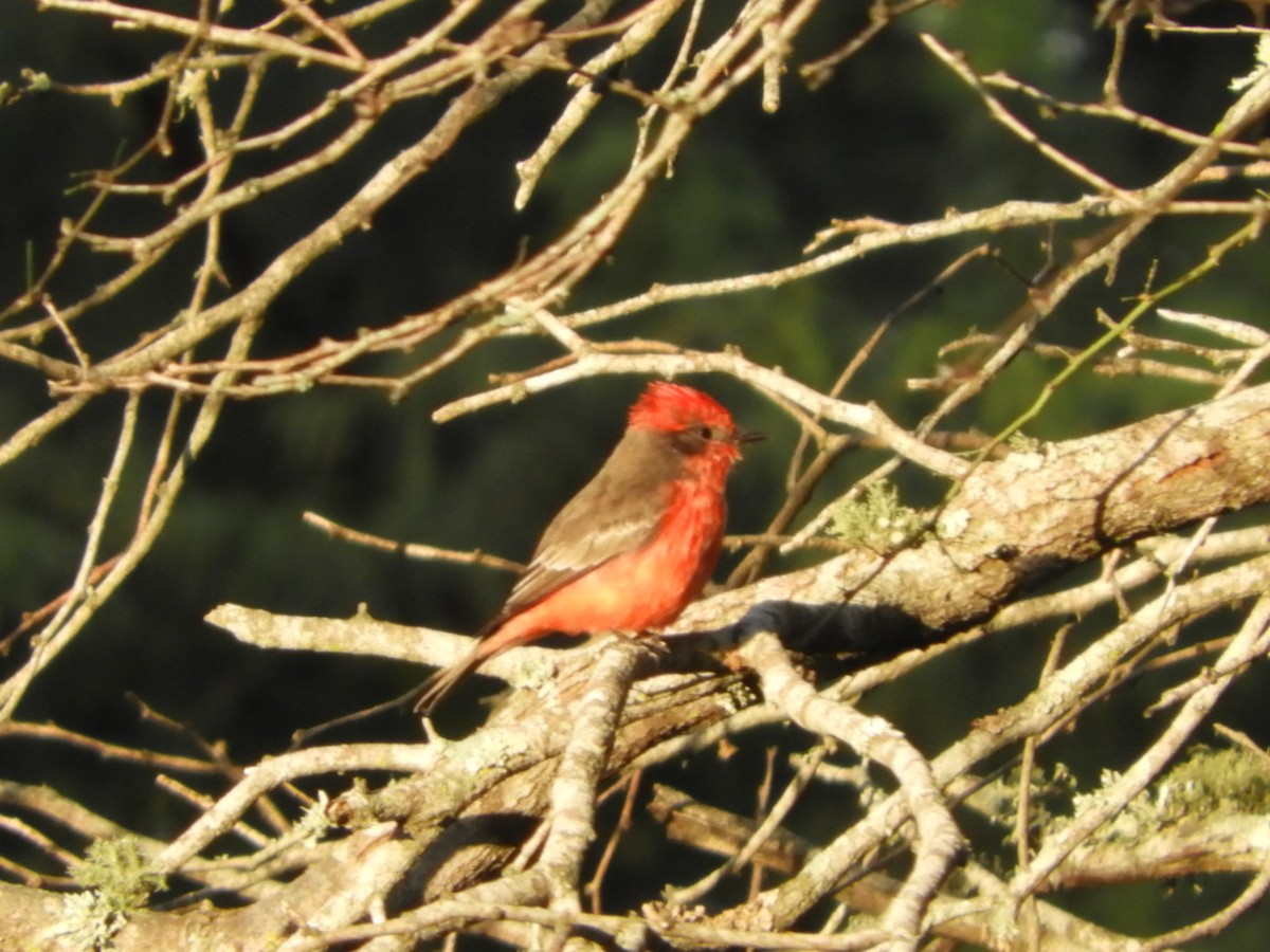 Vermilion Flycatcher - Silvia Enggist