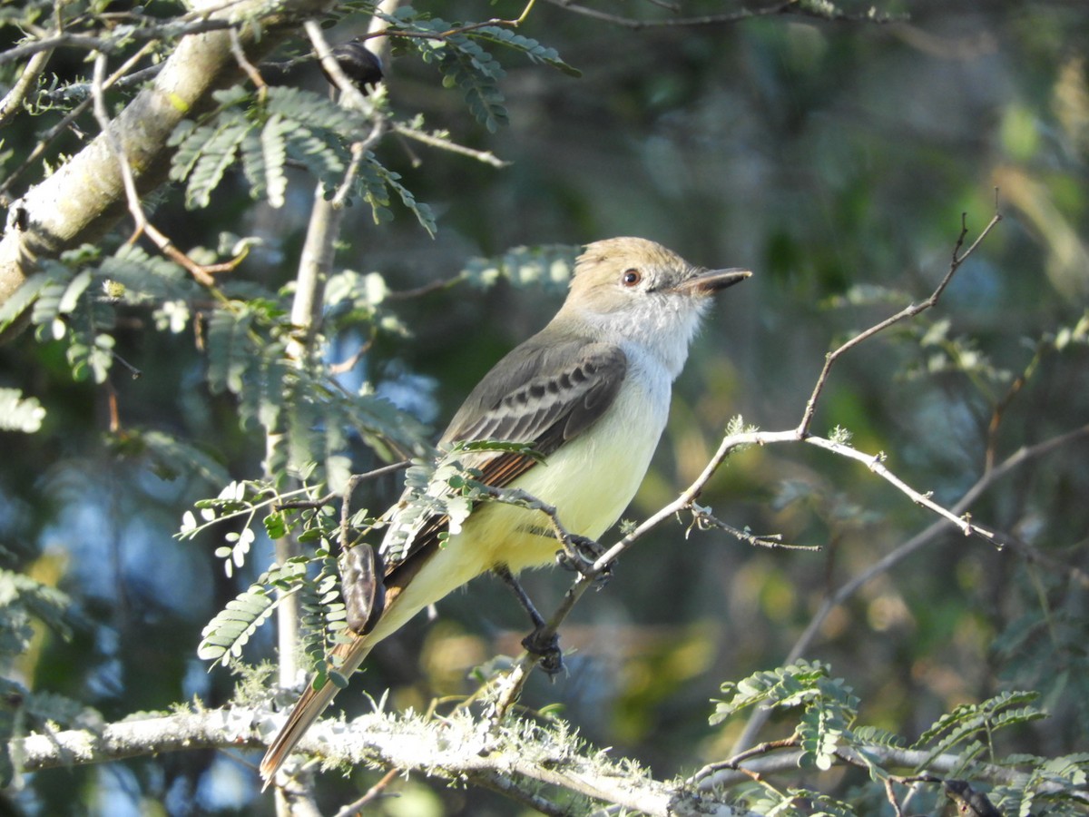 Brown-crested Flycatcher - Silvia Enggist