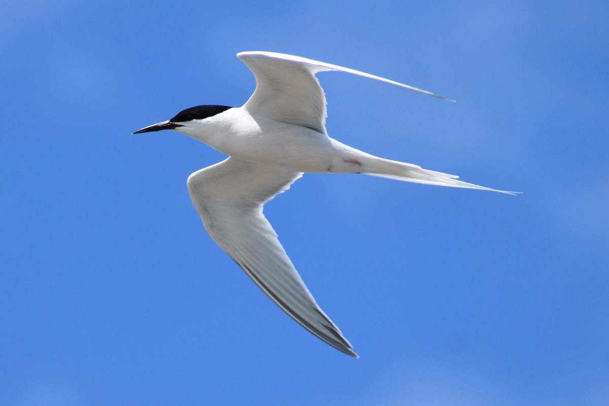 Roseate Tern - ML581918601