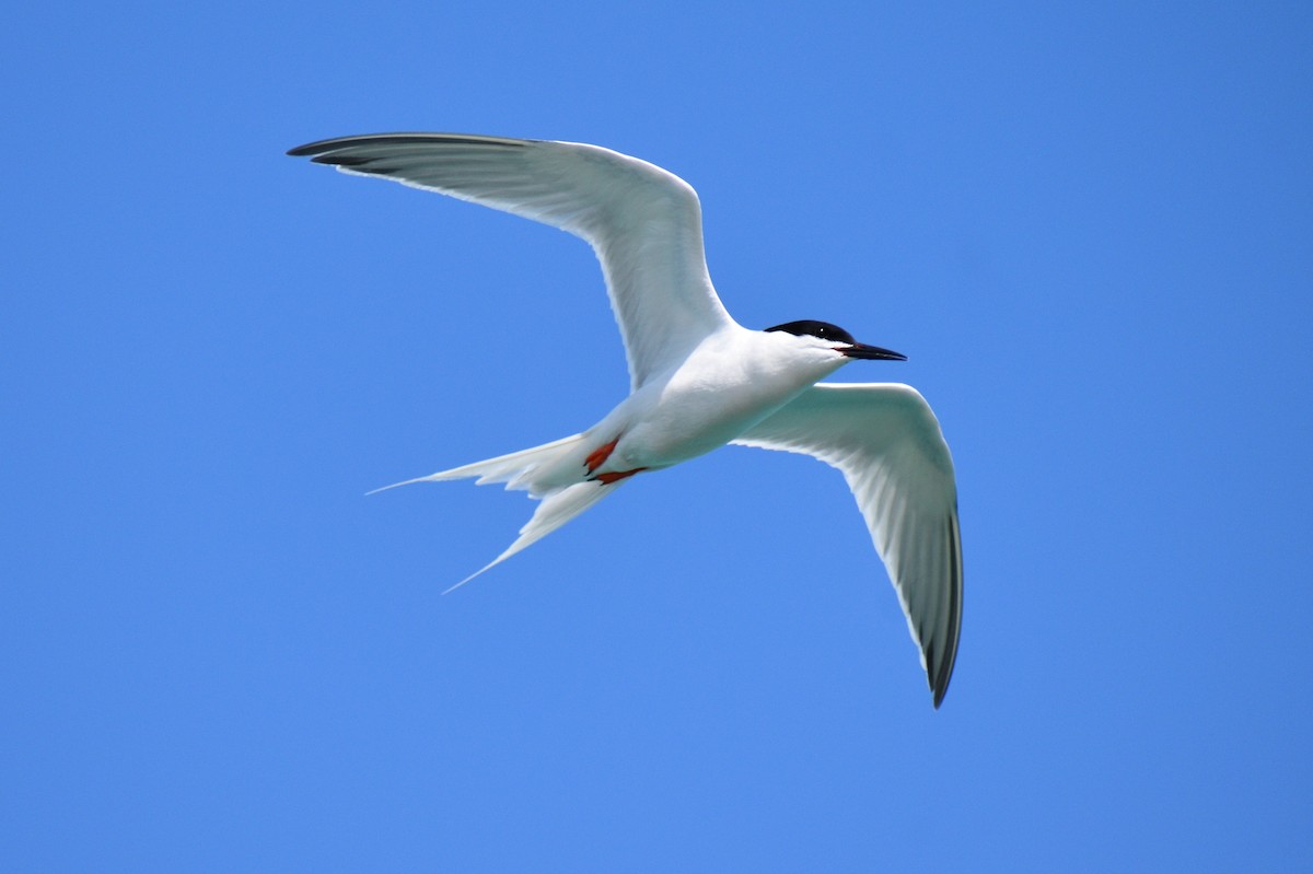 Roseate Tern - ML581918611