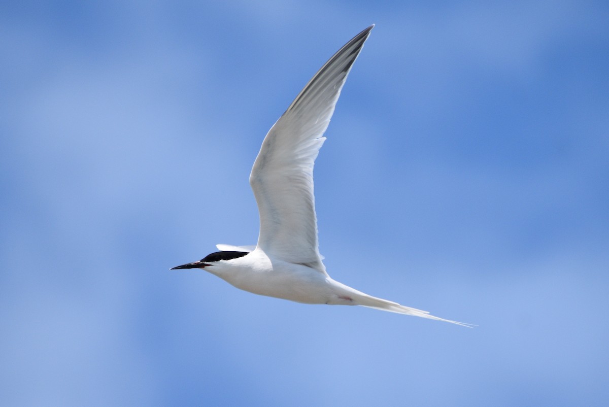 Roseate Tern - ML581918621