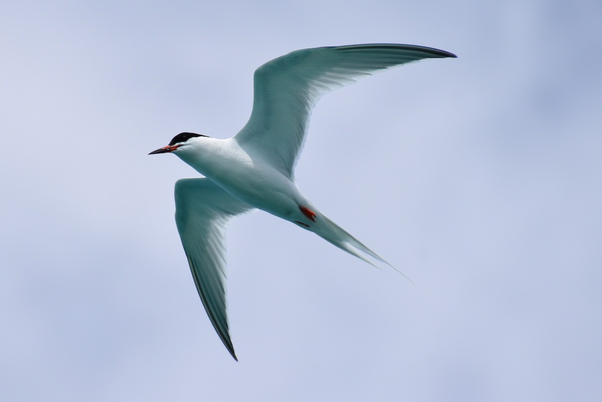 Roseate Tern - ML581918631