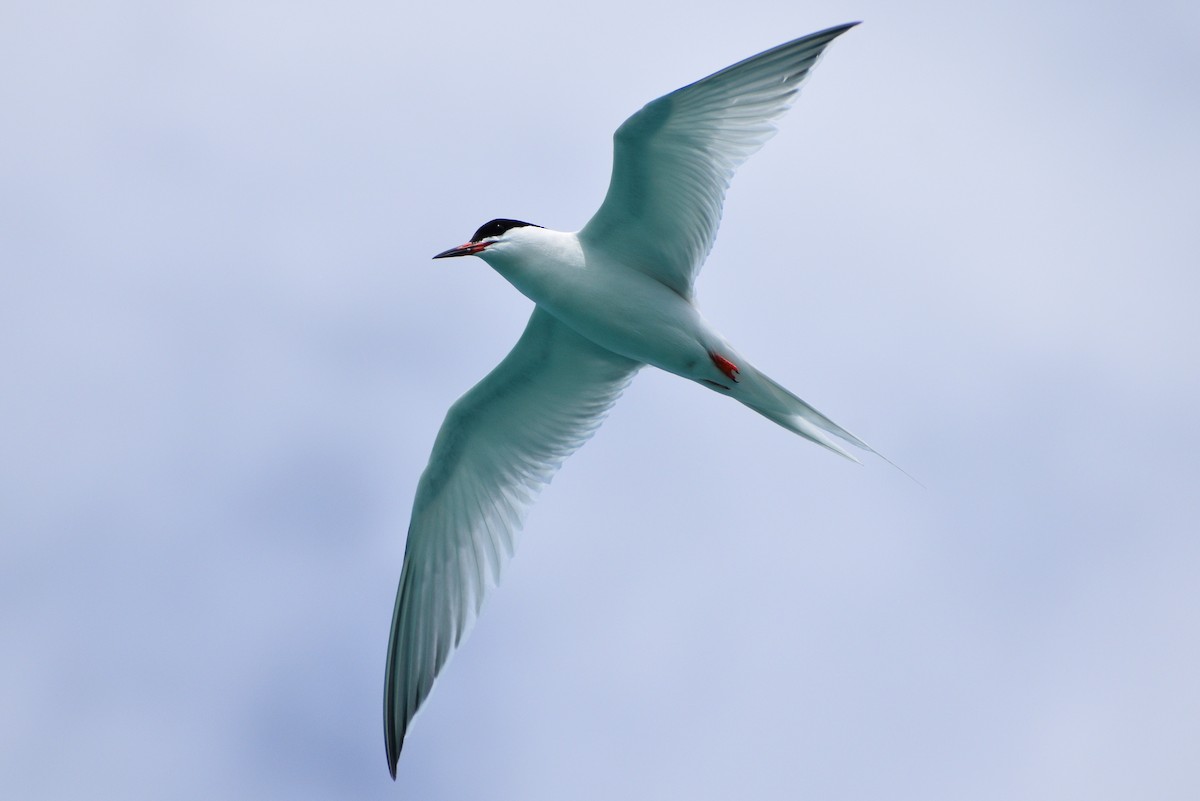 Roseate Tern - ML581918641