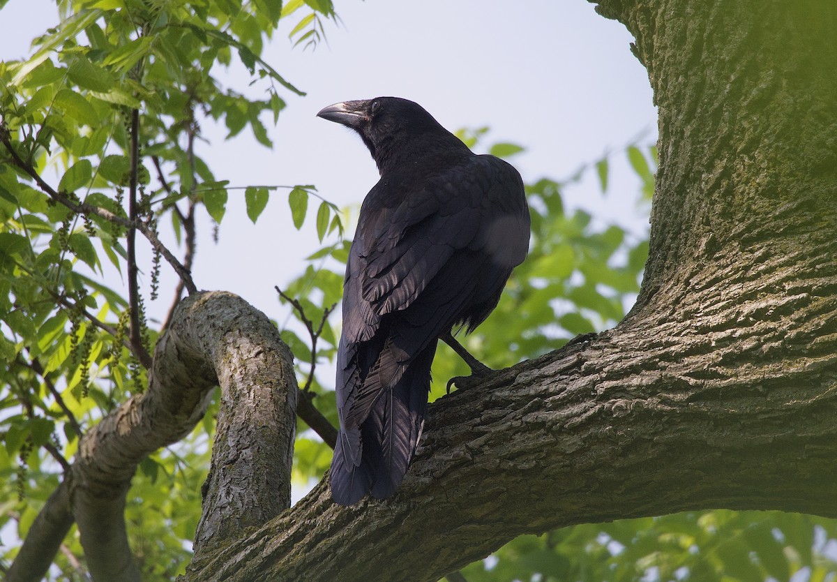 Common Raven - James Sawusch