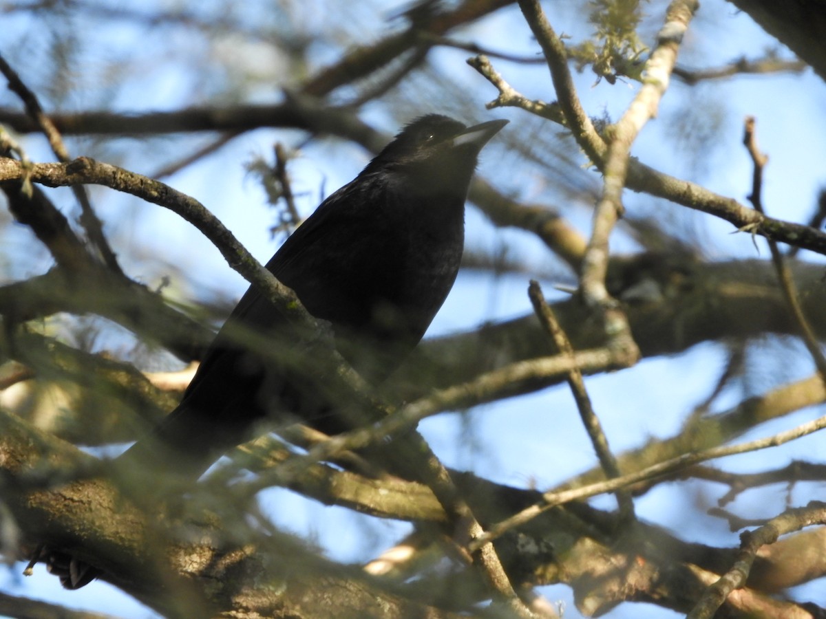 White-lined Tanager - Silvia Enggist