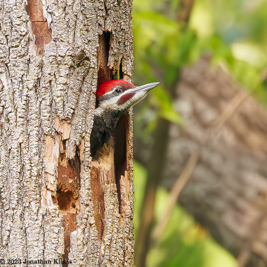 Pileated Woodpecker - ML581921041