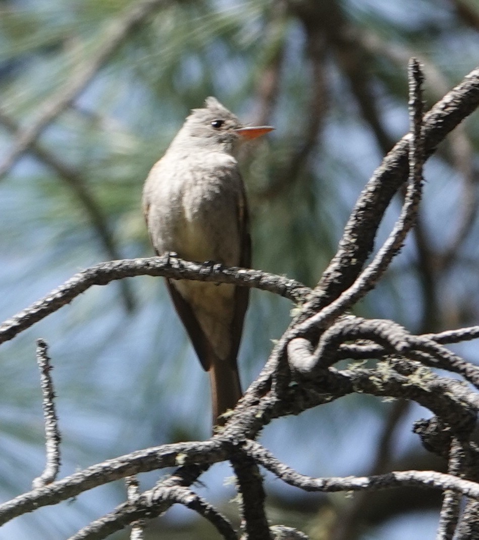 Greater Pewee - ML581921641