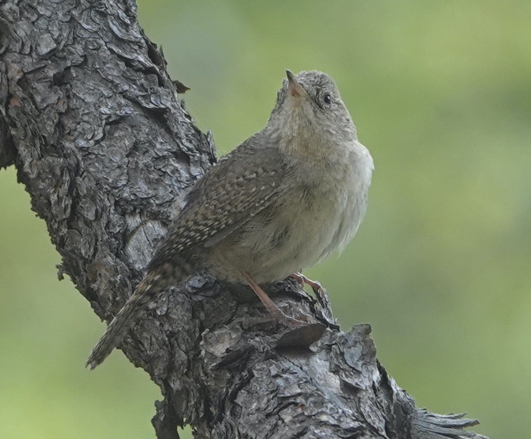 House Wren - ML581921791