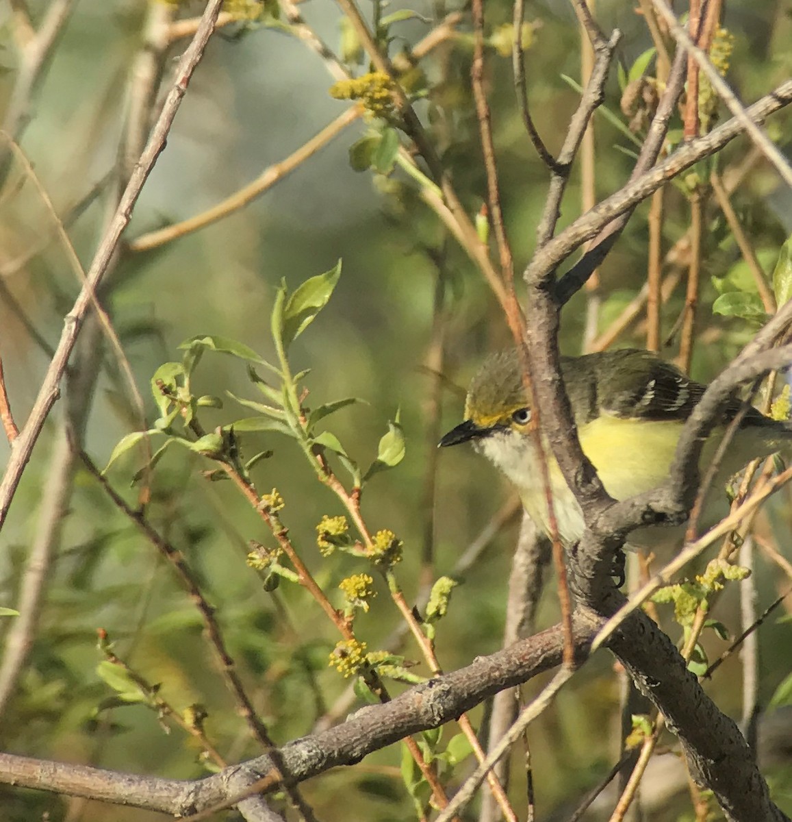 Ak Gözlü Vireo - ML58192281