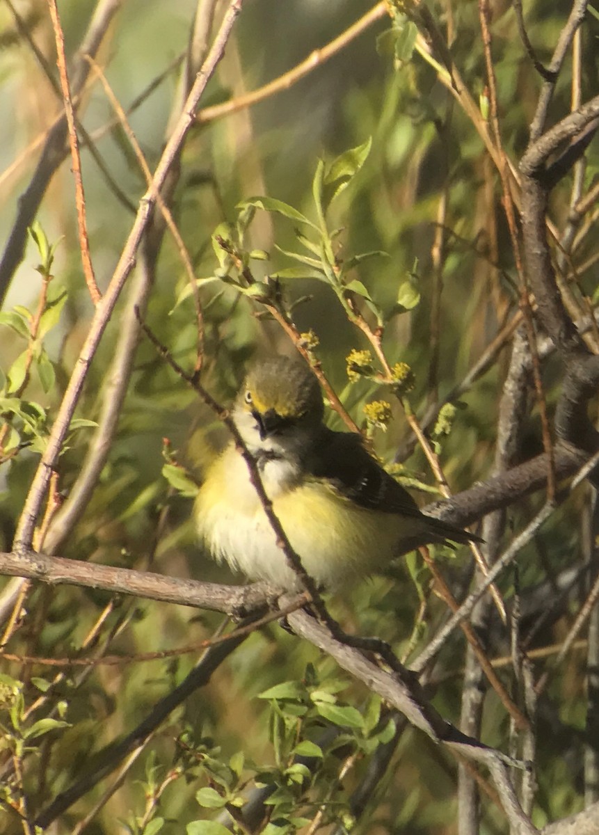 Ak Gözlü Vireo - ML58192311