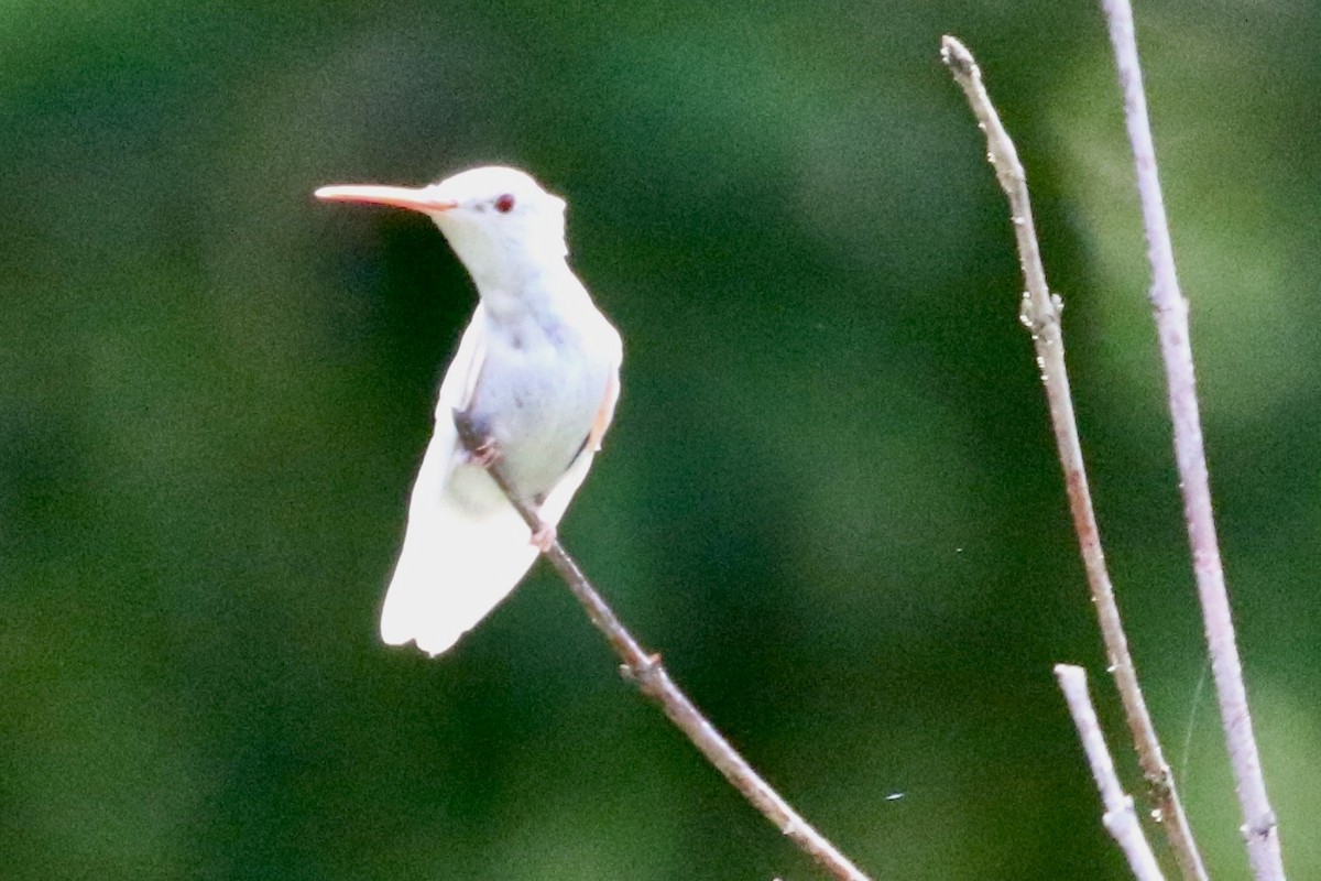 Yakut Boğazlı Kolibri - ML581923111