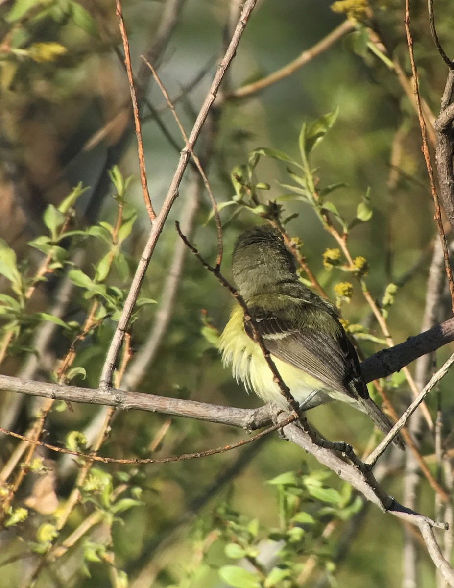 Ak Gözlü Vireo - ML58192341