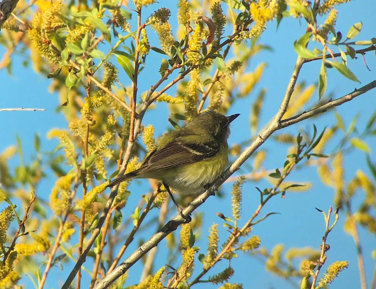 Ak Gözlü Vireo - ML58192351