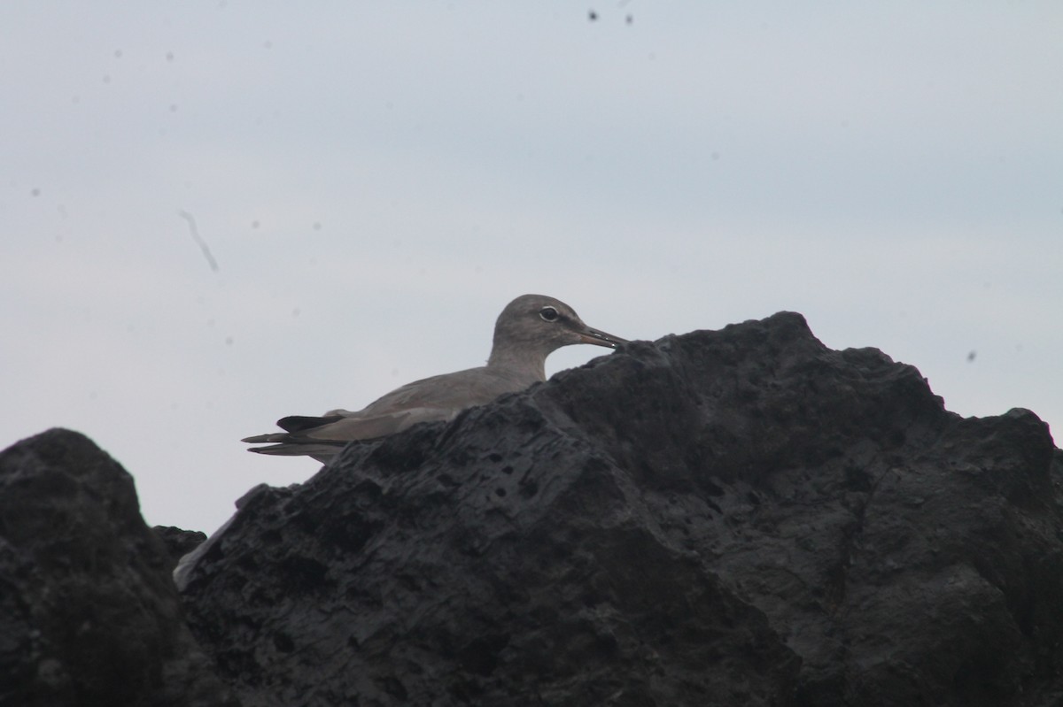 Wandering Tattler - ML58192401