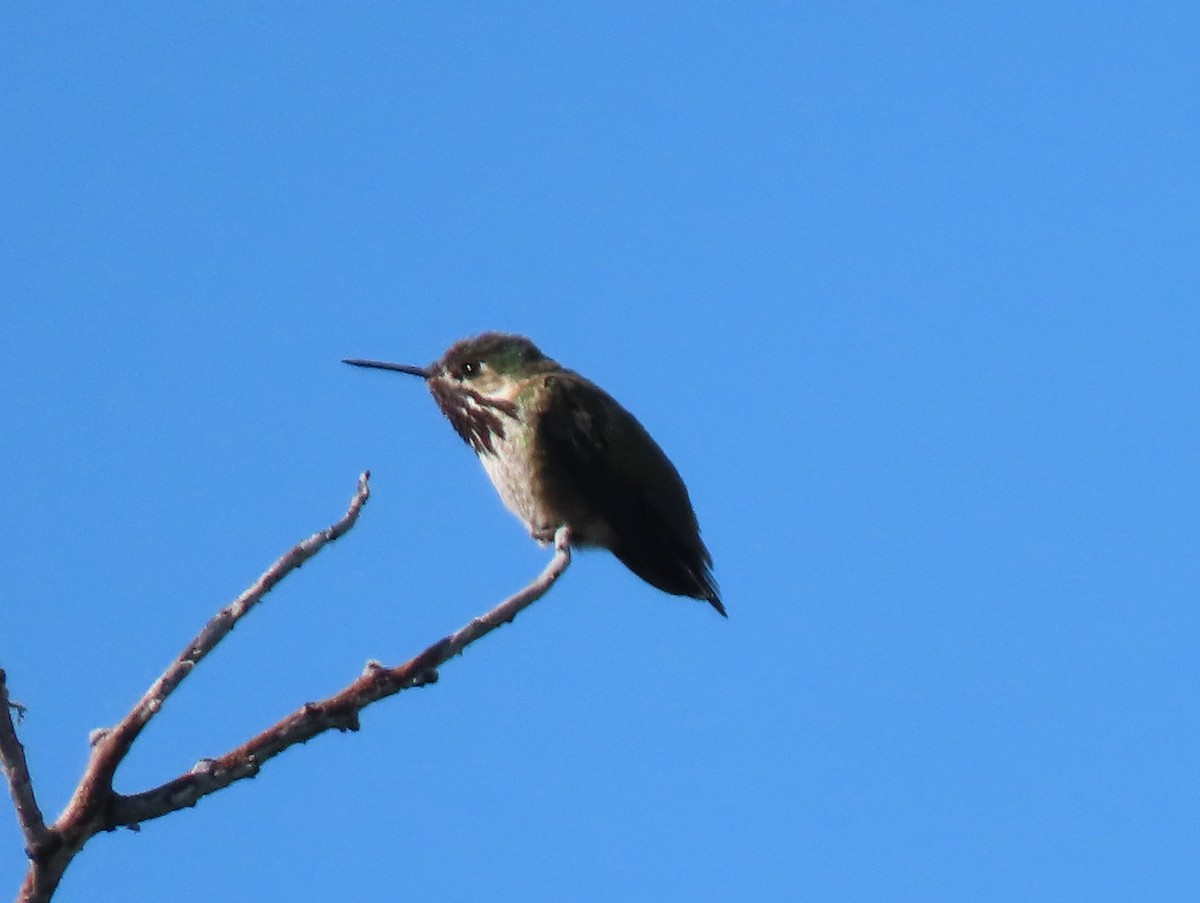 Calliope Hummingbird - ML581925451