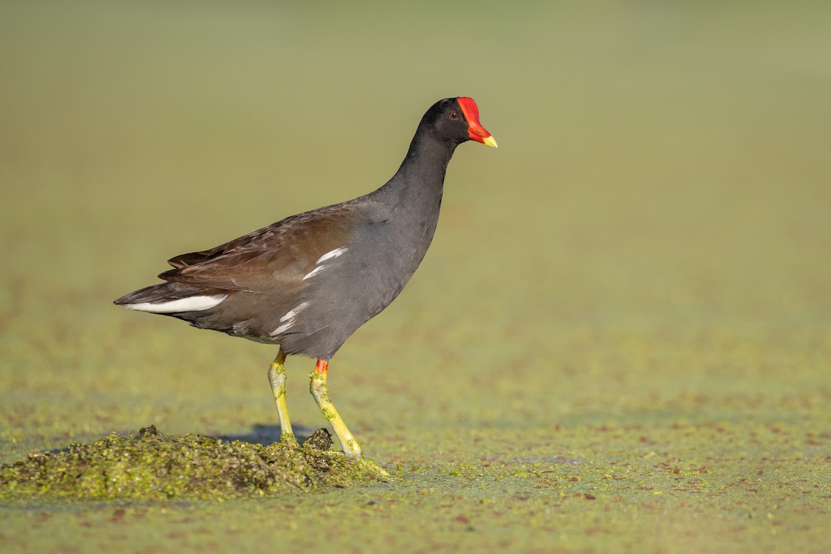 Common Gallinule - ML581925551