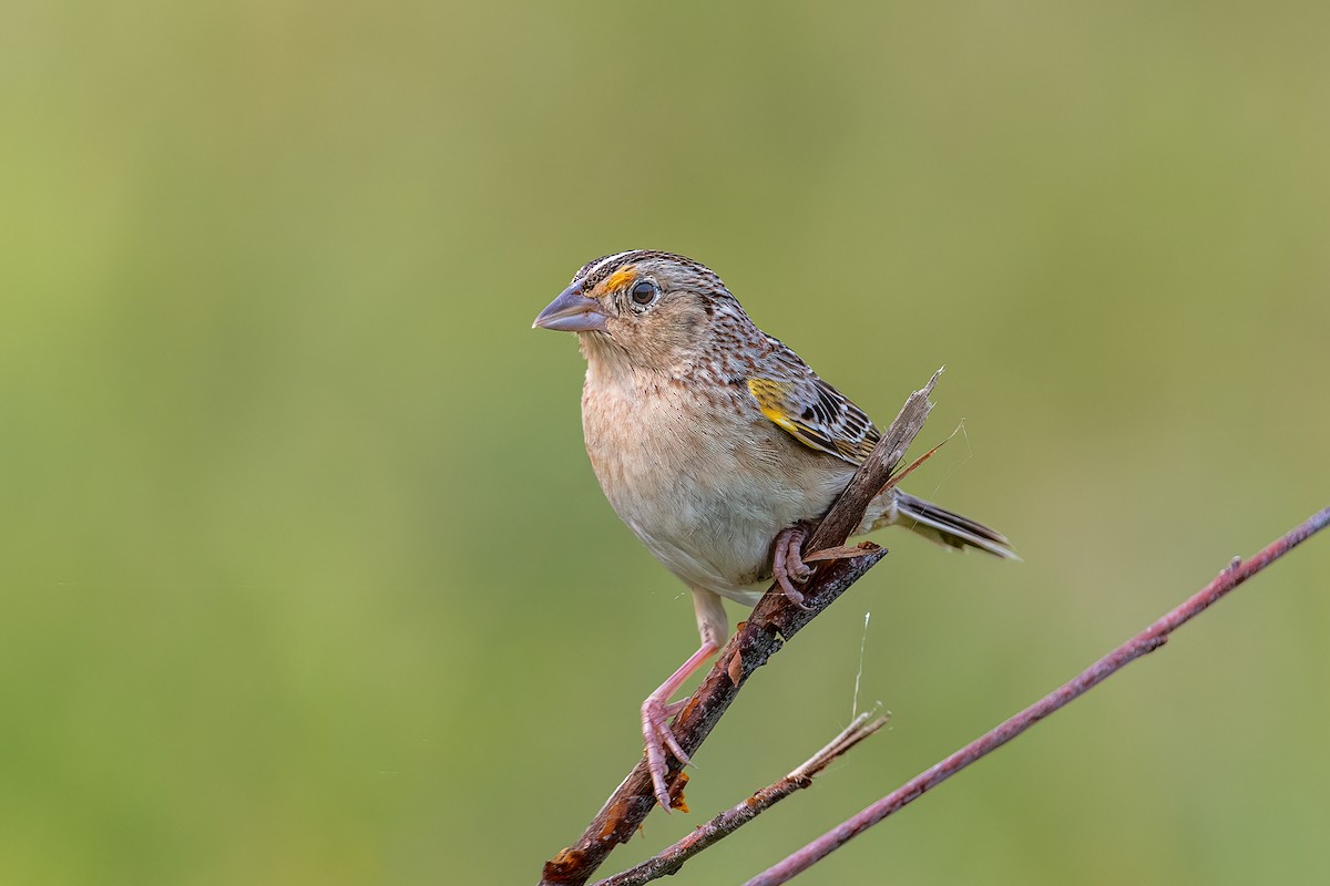 Grasshopper Sparrow - ML581927491