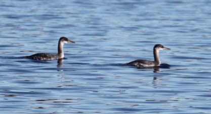 Red-necked Grebe - ML581927791