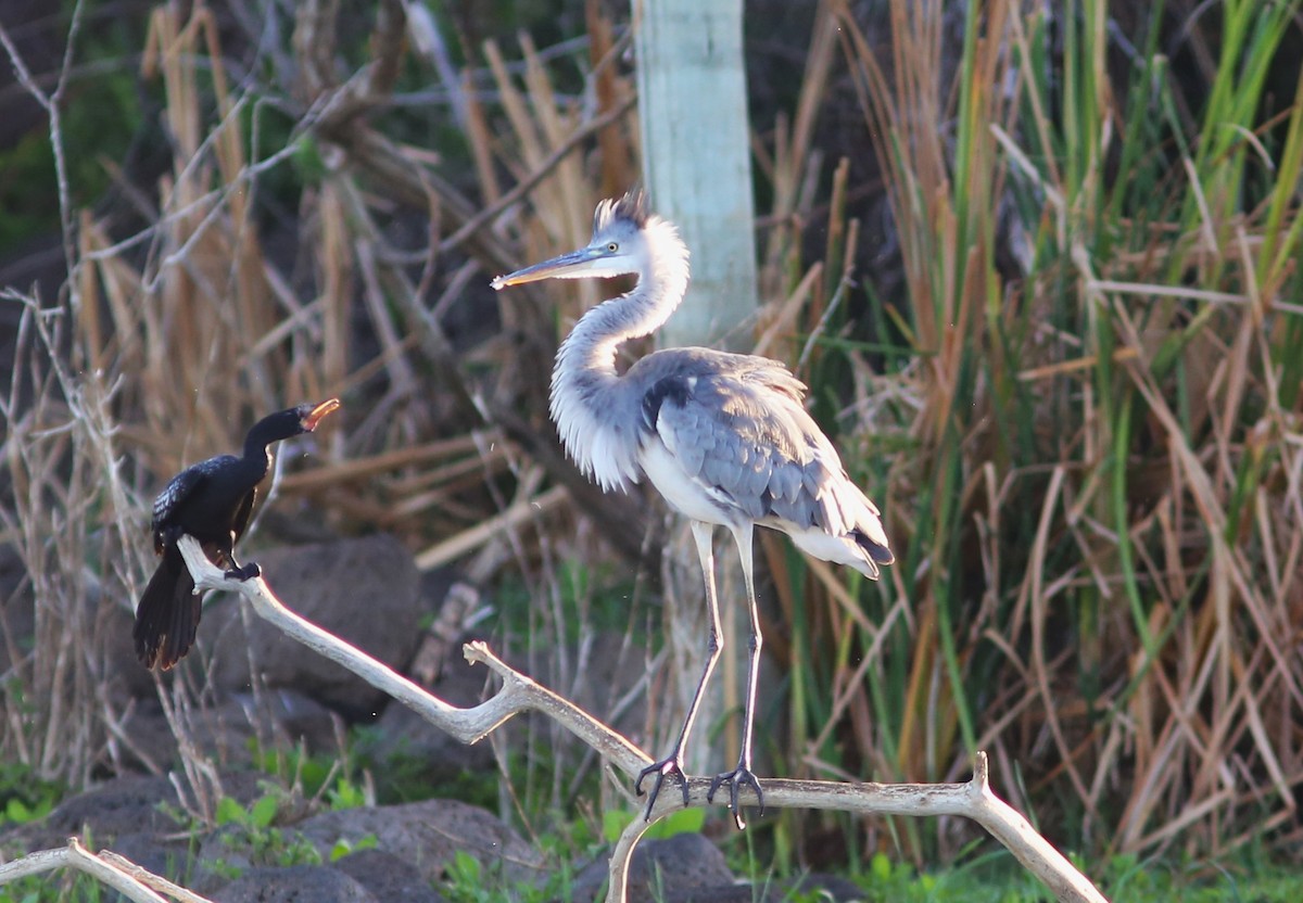 Gray Heron - ML581927851