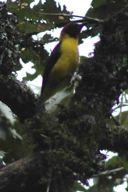 Brown-capped Weaver - ML581927881