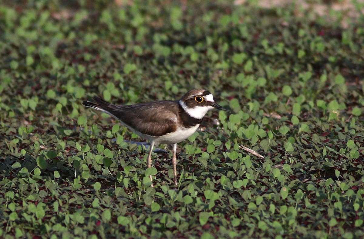 Little Ringed Plover - ML581928021