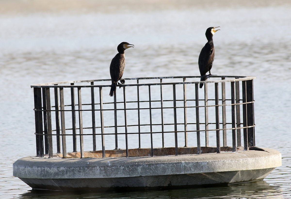 Great Cormorant - Miguel García