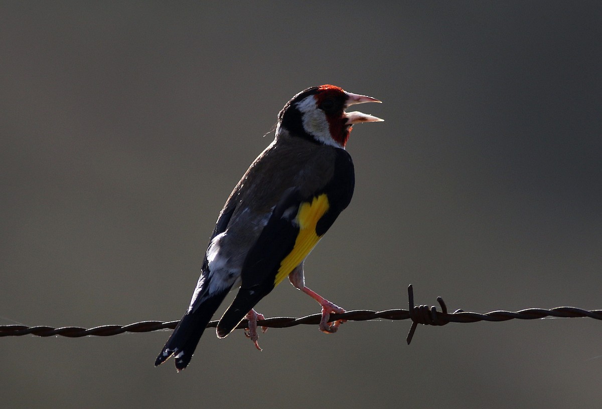 European Goldfinch - ML581928421