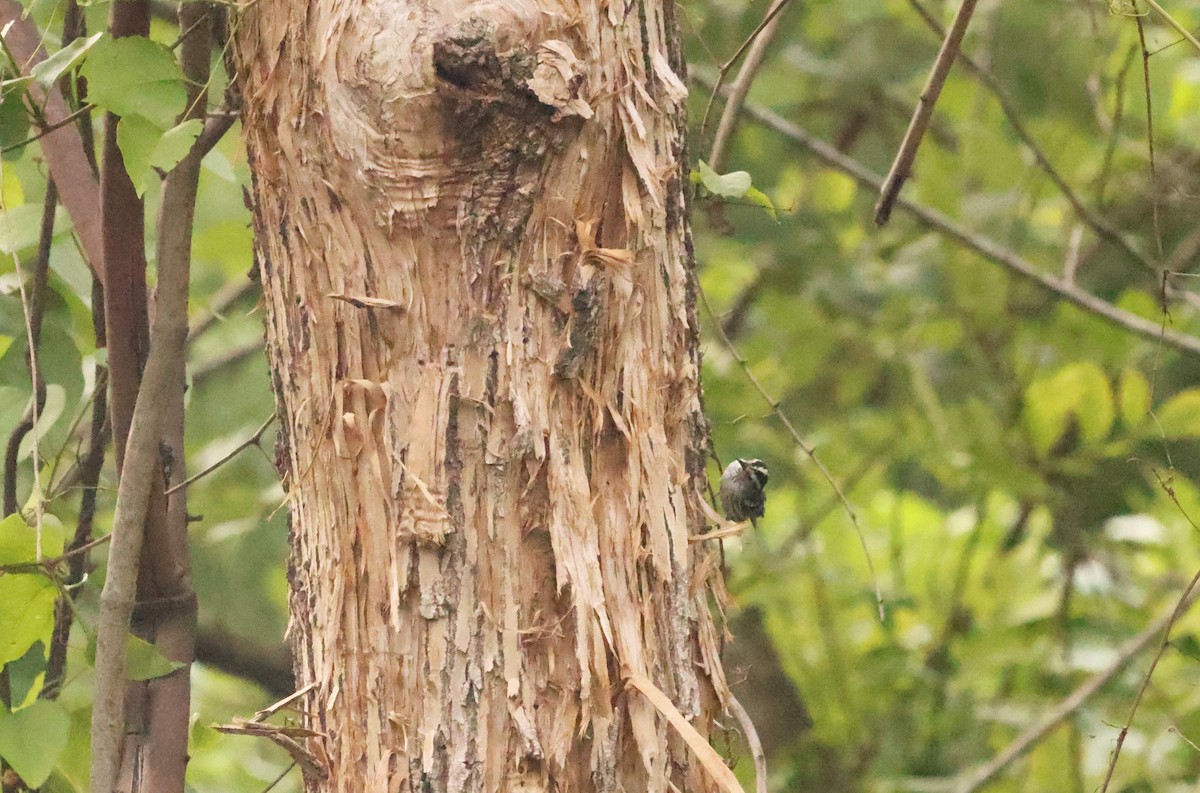 Black-and-white Warbler - ML581928991