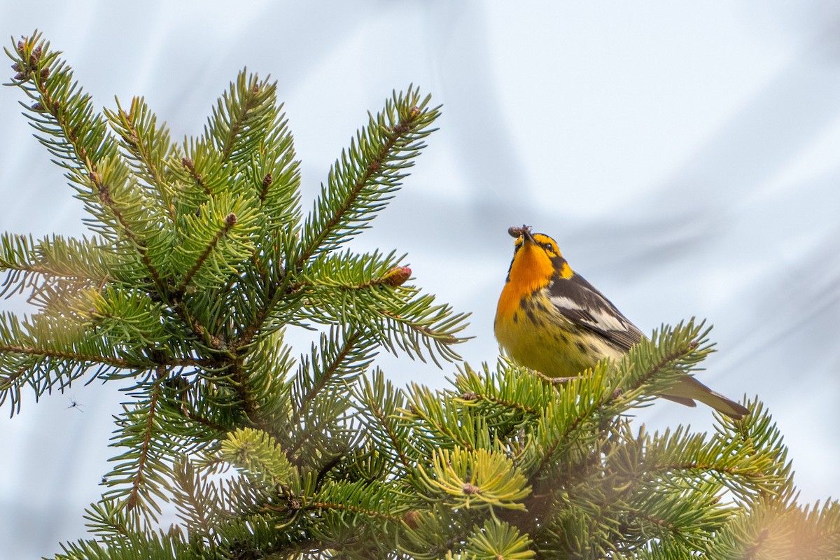 Blackburnian Warbler - ML581929901