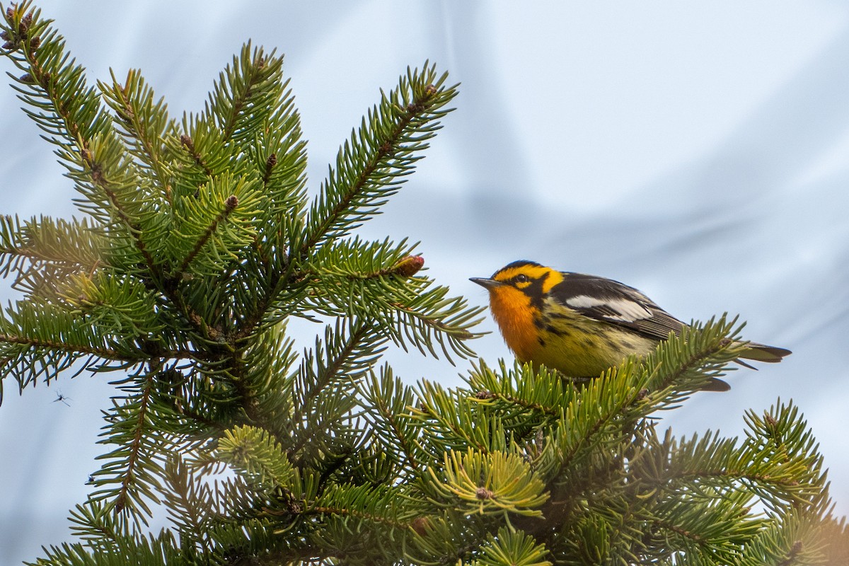 Blackburnian Warbler - ML581929911