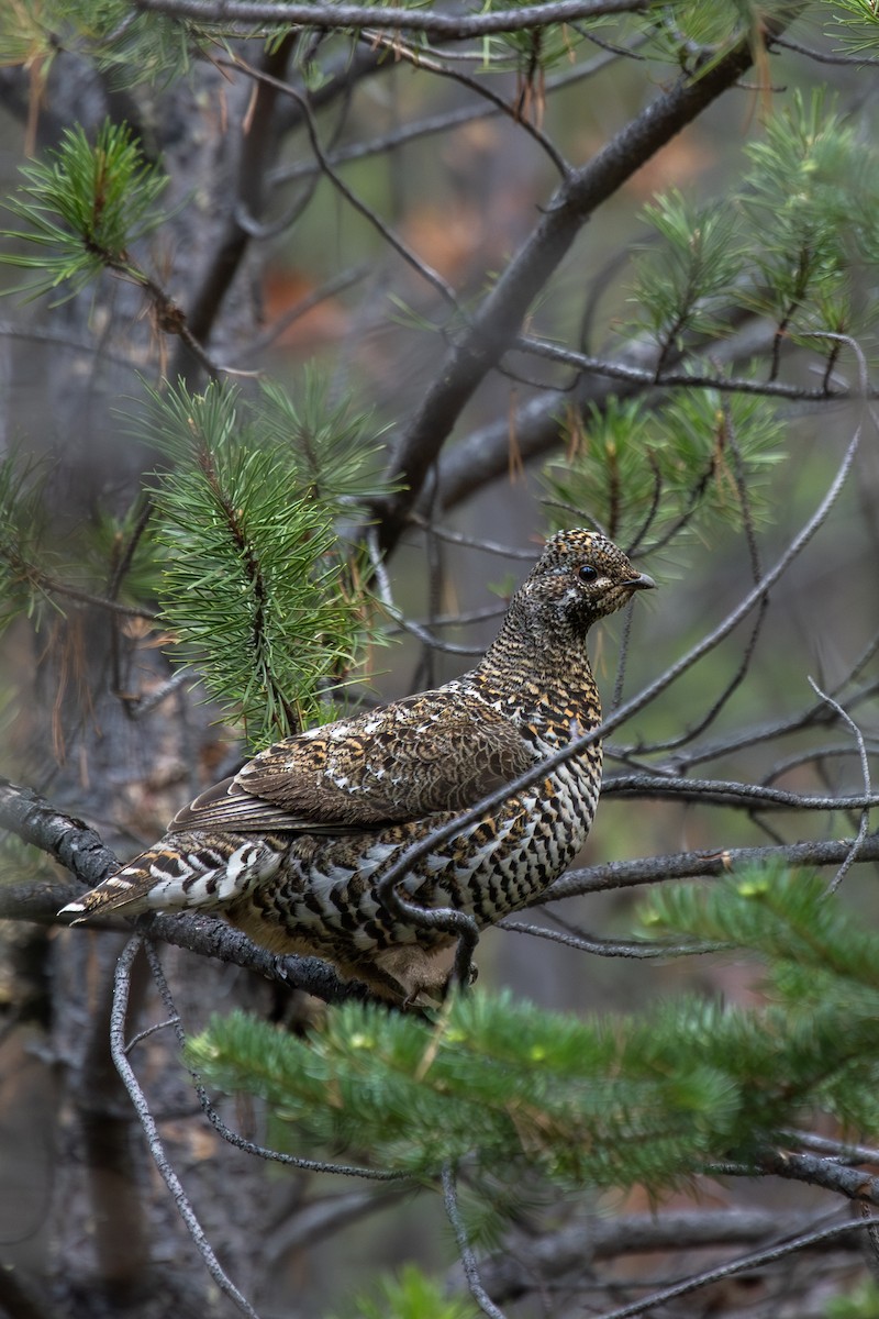 Spruce Grouse - ML581931511