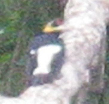 Yellow-tufted Woodpecker - ML581931521