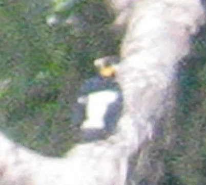 Yellow-tufted Woodpecker - ML581931541