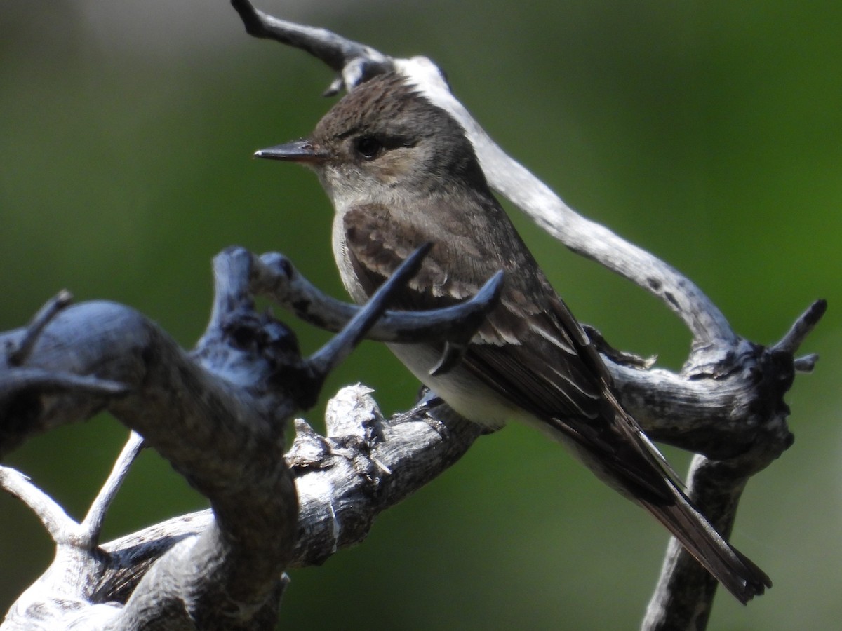 Western Wood-Pewee - Mark Donahue