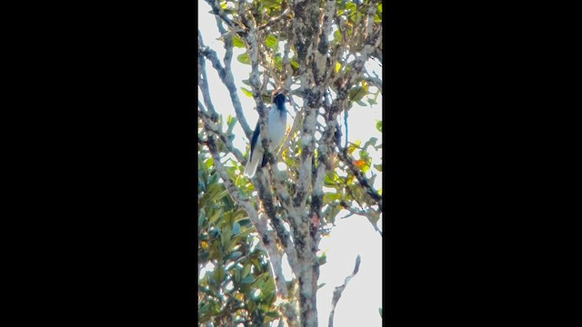 Bearded Bellbird - ML581933471