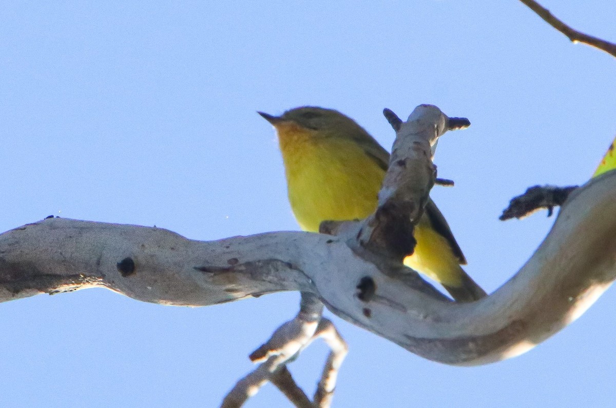 Yellow Thornbill - ML581934201