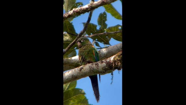 Fiery-shouldered Parakeet - ML581934321