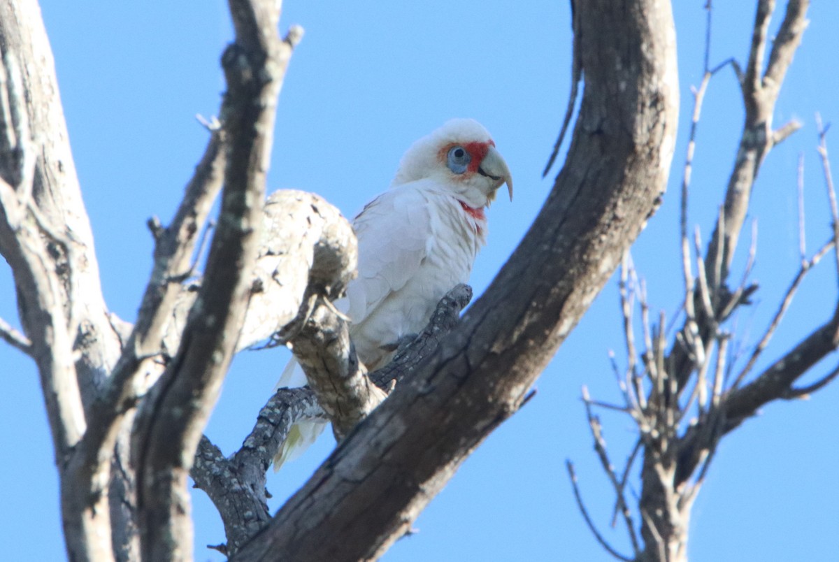 Long-billed Corella - ML581934821