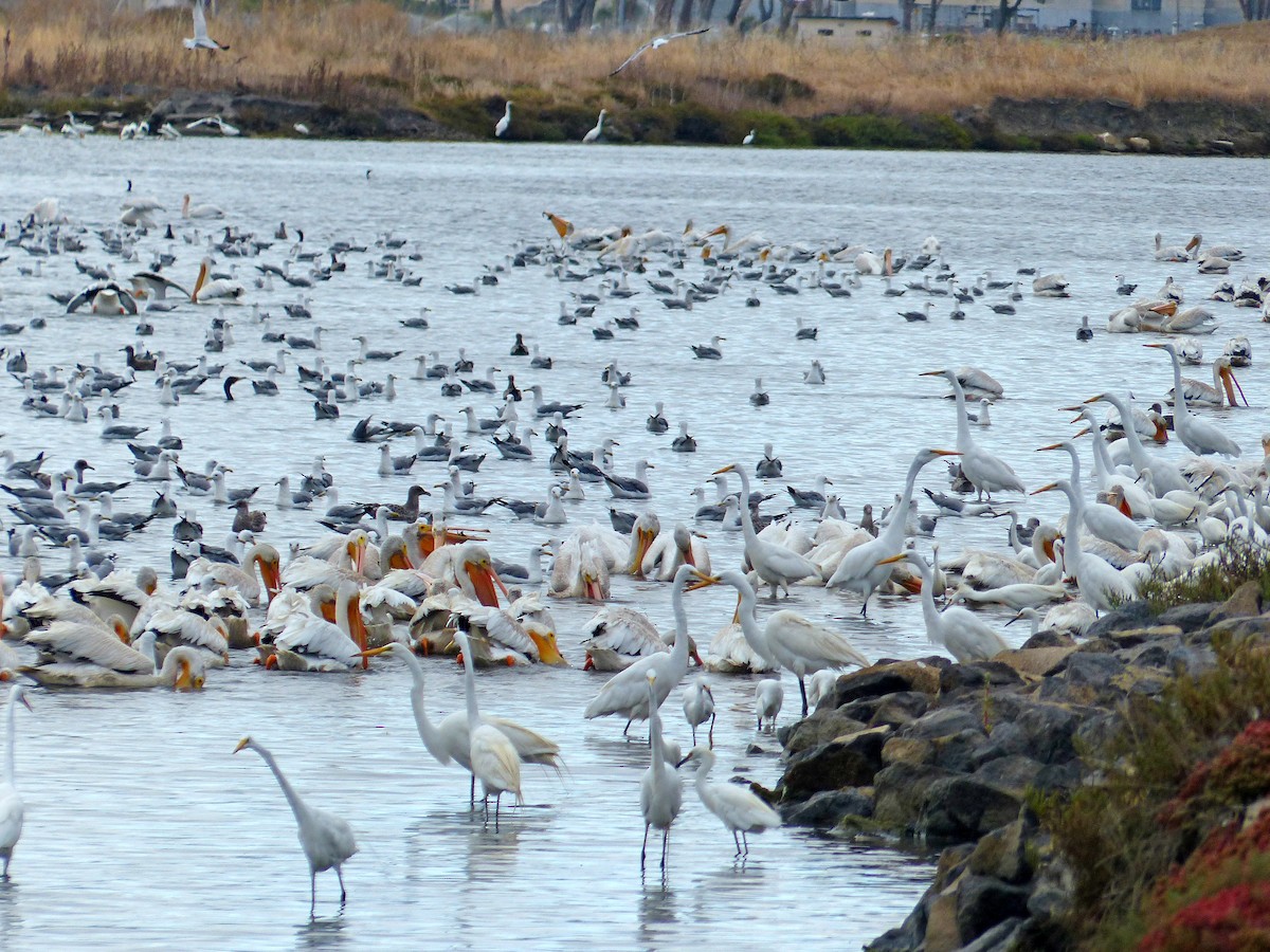 Great Egret - ML581934921