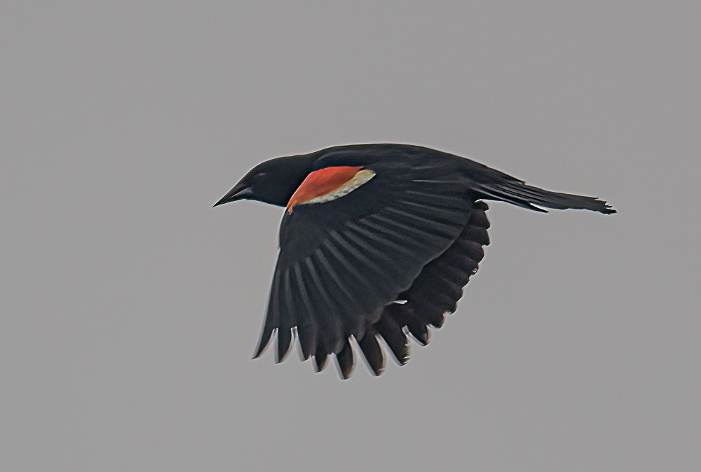 Red-winged Blackbird - Bert Filemyr