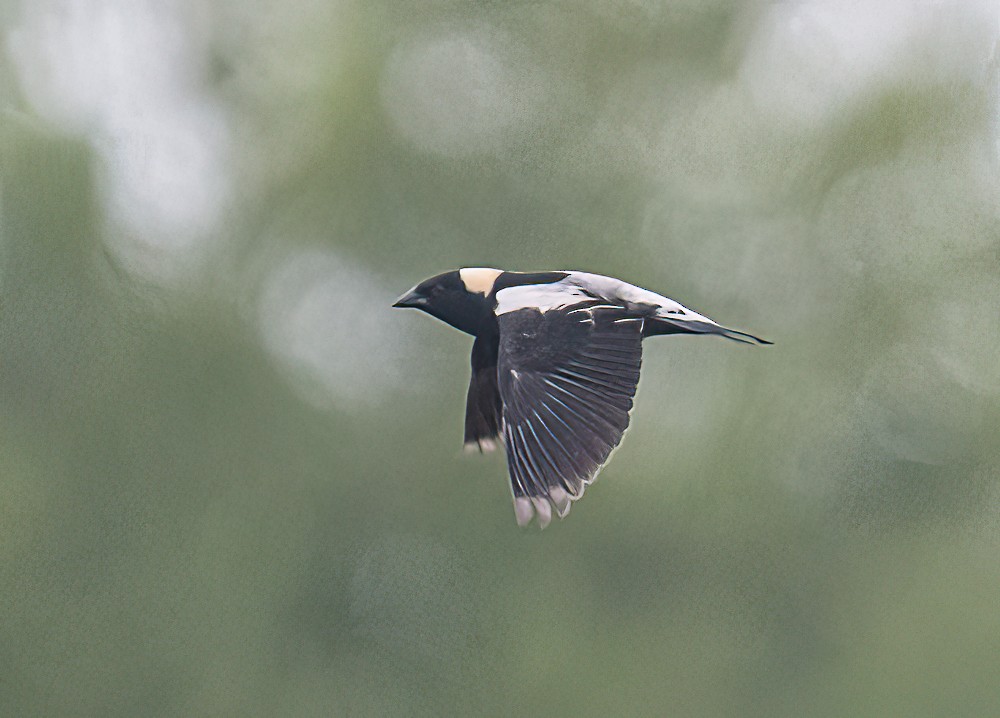 Bobolink - Bert Filemyr