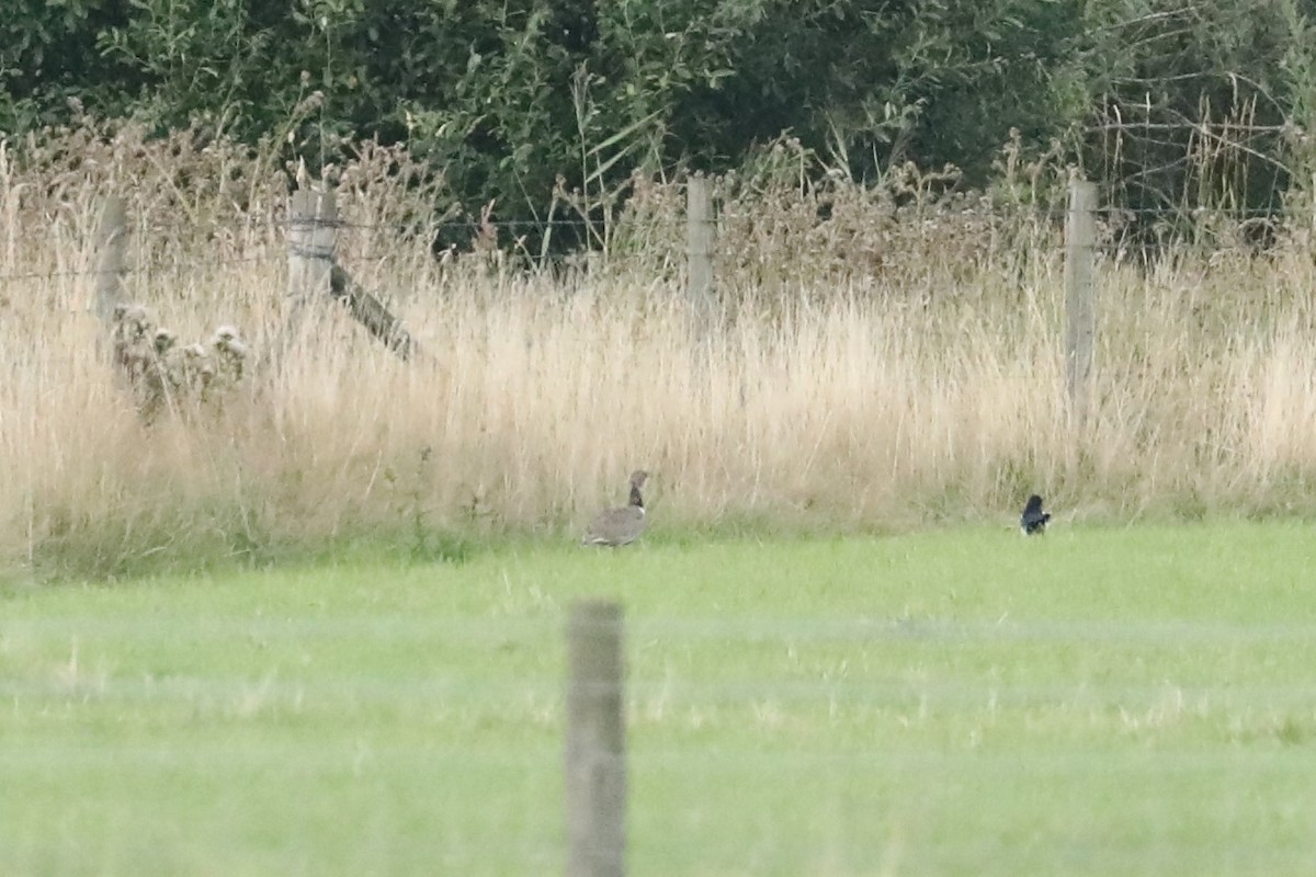 Little Bustard - Matthew Mellor